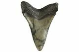 Juvenile Megalodon Tooth - South Carolina #312127-1